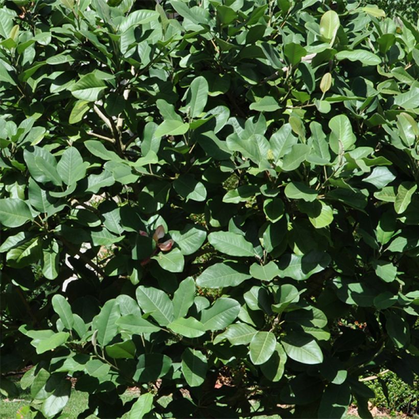 Magnolia delavayi - Chinese Magnolia (Foliage)