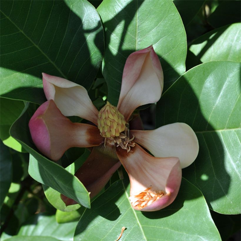 Magnolia delavayi - Chinese Magnolia (Flowering)