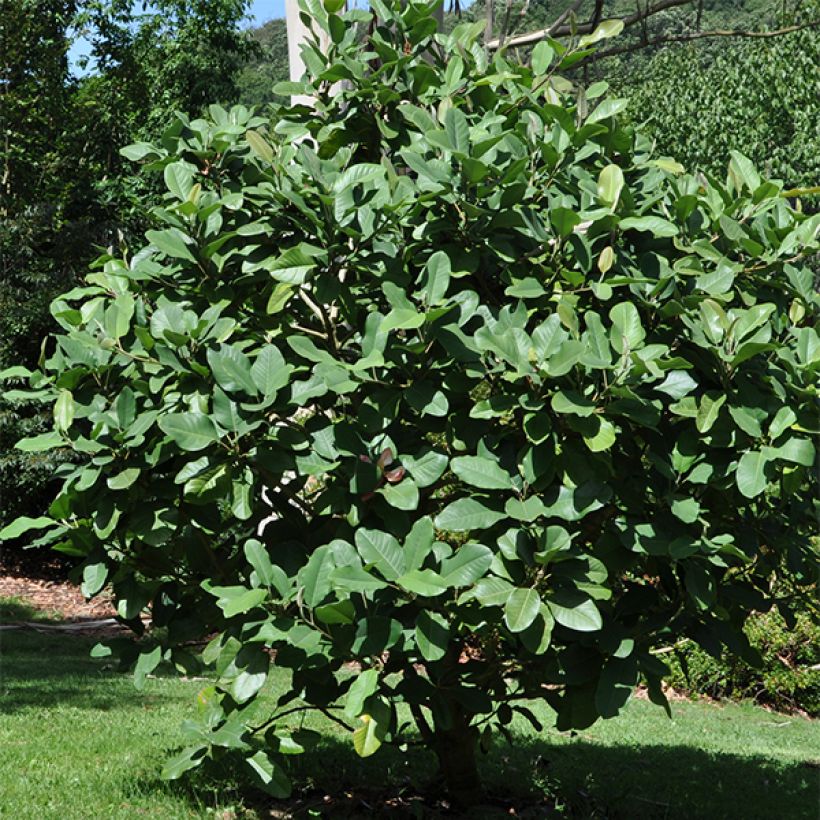 Magnolia delavayi - Chinese Magnolia (Plant habit)