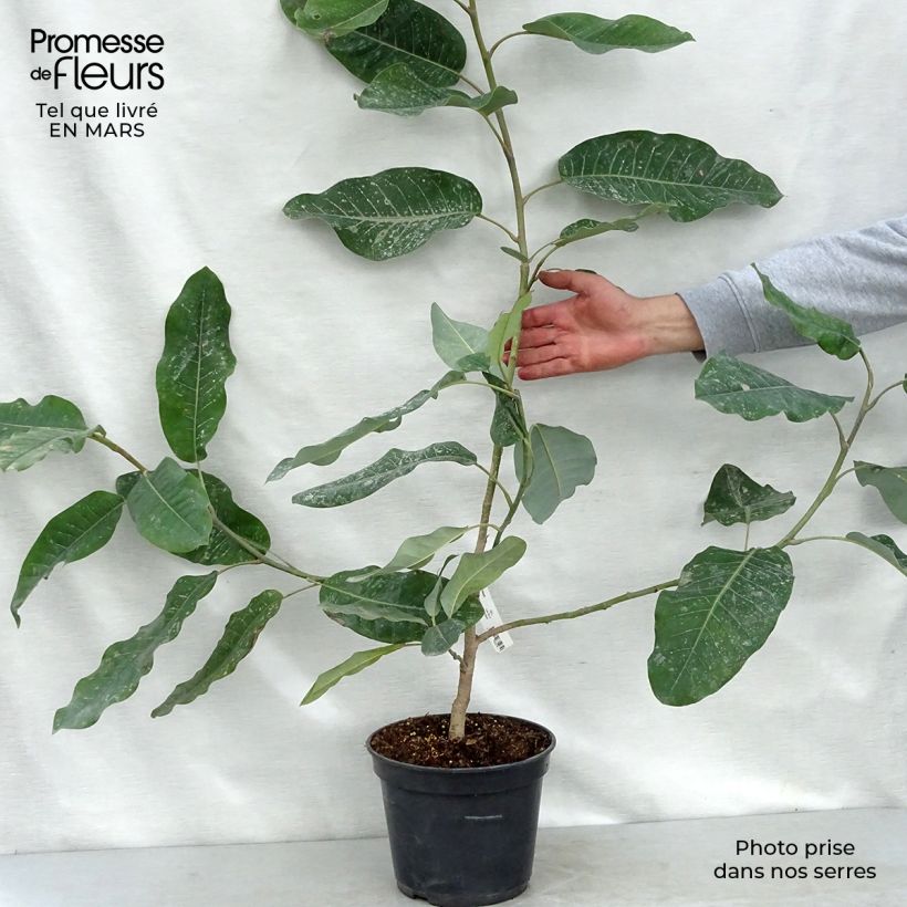 Magnolia delavayi - Chinese Magnolia 3L/4L pot sample as delivered in spring