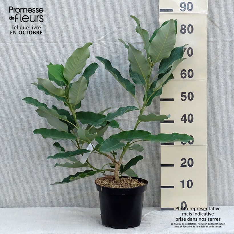 Magnolia delavayi - Chinese Magnolia 3L/4L pot sample as delivered in autumn