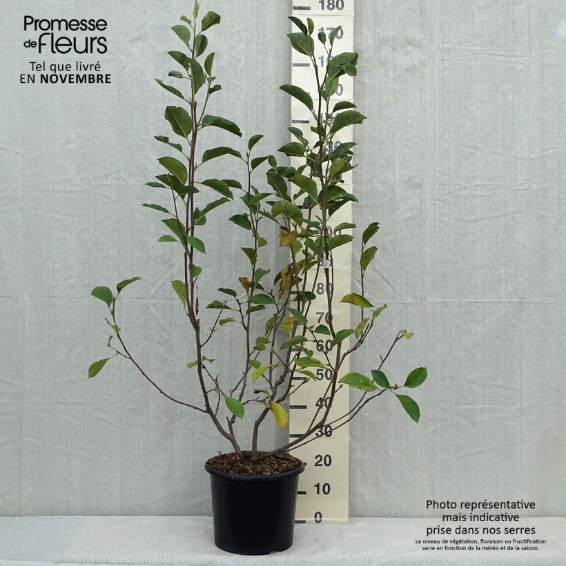 Magnolia denudata Festirose 7.5L/10L pot sample as delivered in autumn