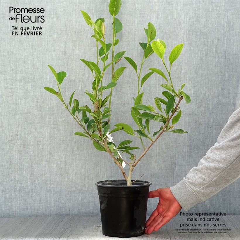 Magnolia denudata Festirose 4L/5L pot sample as delivered in autumn