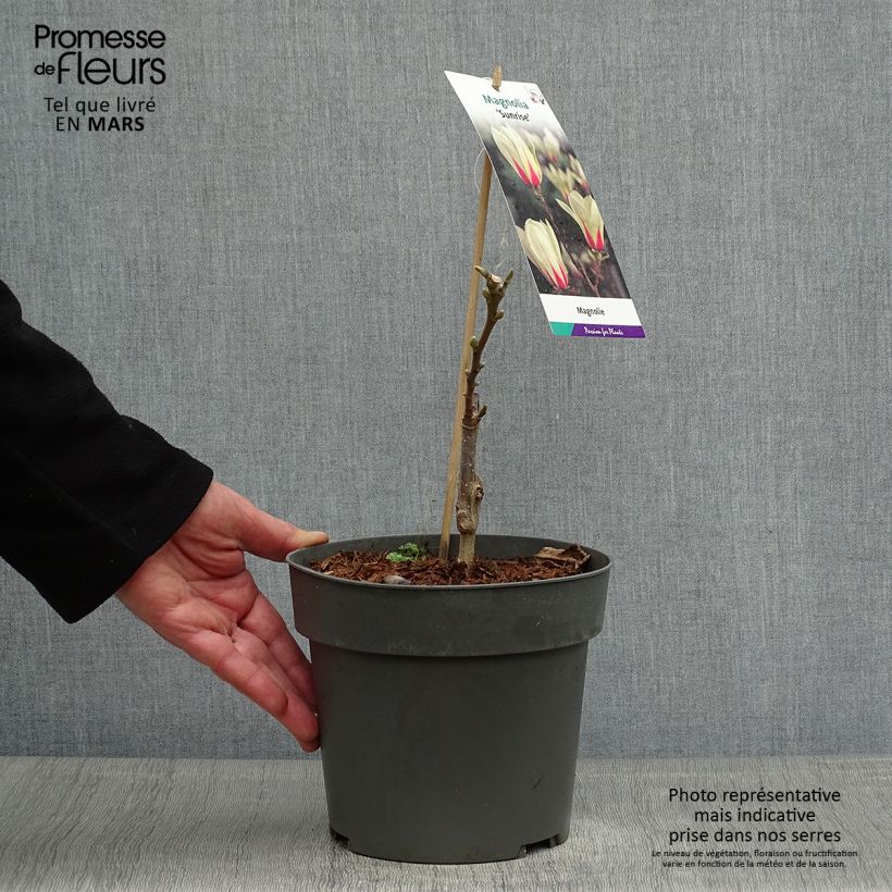 Magnolia x denudata Sunrise 3L/4L pot sample as delivered in spring