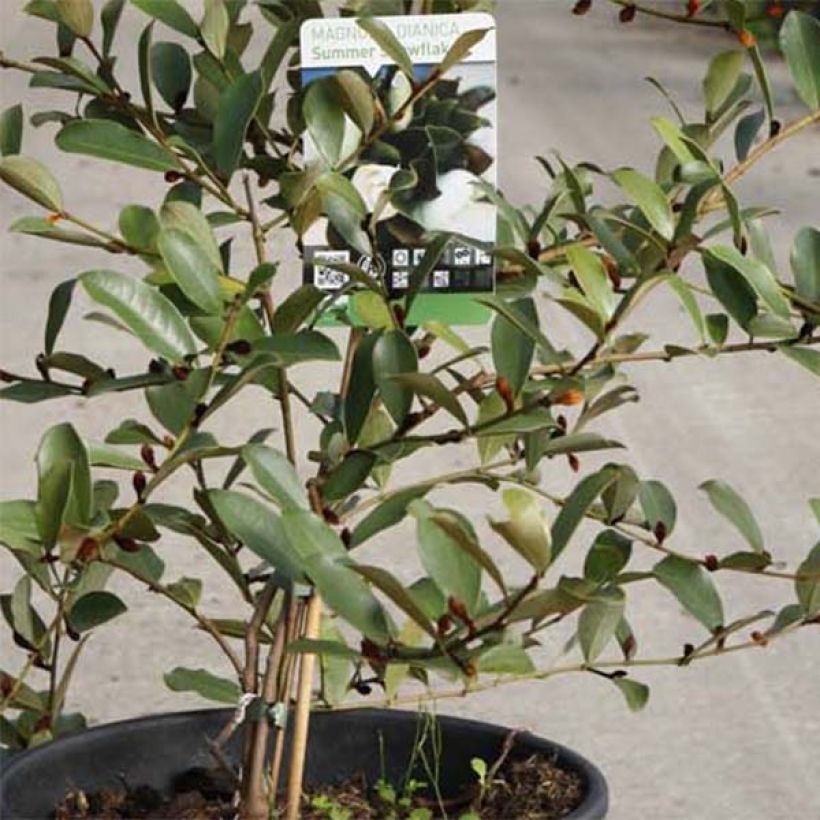 Magnolia dianica Summer Snowflake (Foliage)