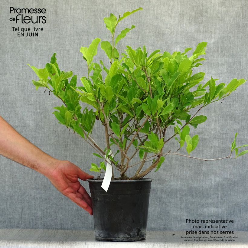 Magnolia stellata Waterlily 4L/5L pot sample as delivered in summer
