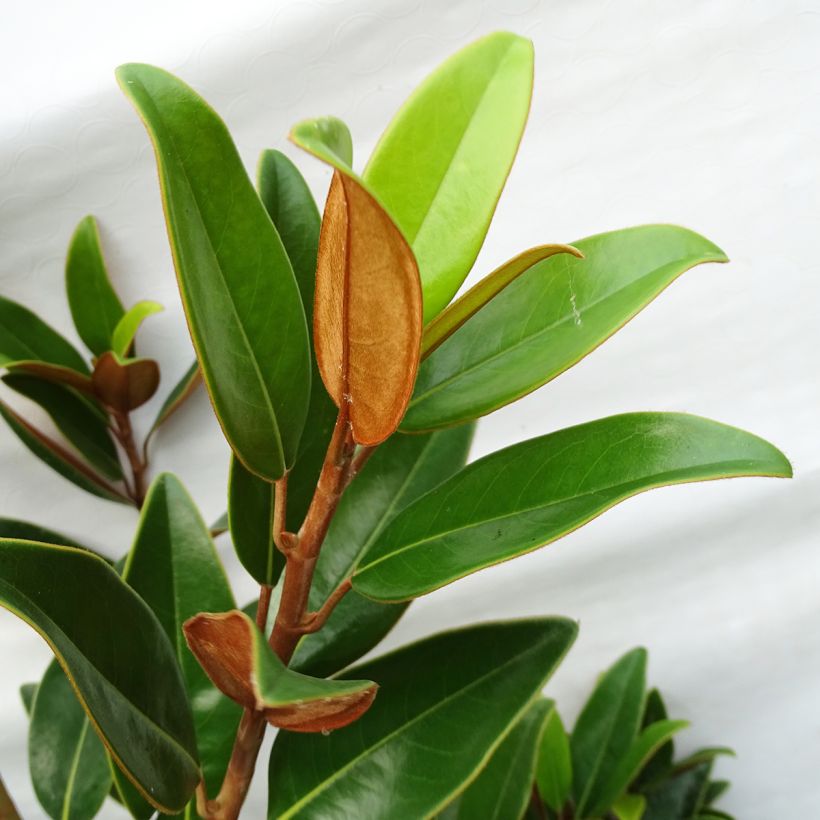 Magnolia grandiflora Alta Tmgh (Foliage)