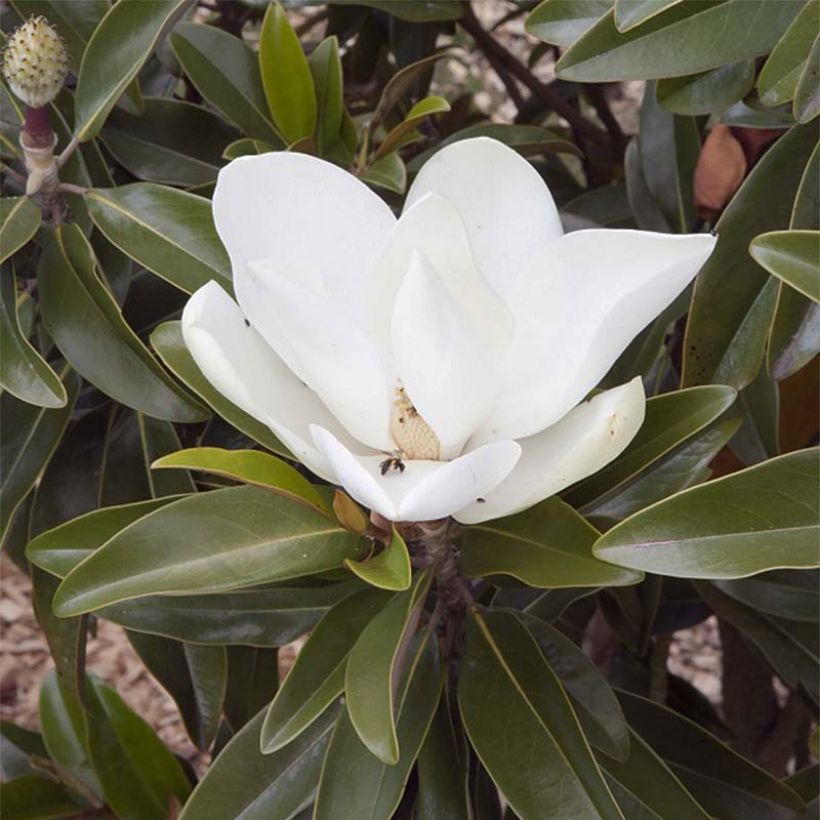 Magnolia grandiflora Alta Tmgh (Flowering)