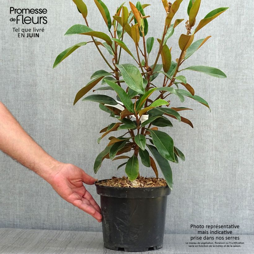 Magnolia grandiflora Alta Tmgh 4L/5L pot sample as delivered in summer
