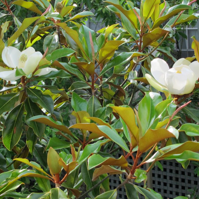 Magnolia grandiflora Brackens Brown Beauty (Foliage)