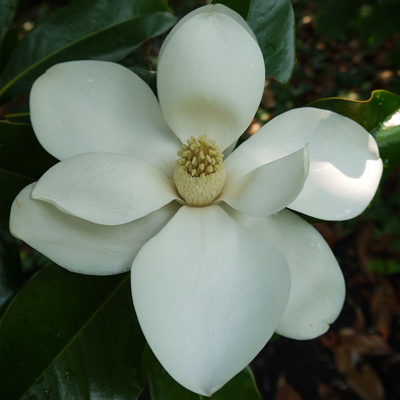 Magnolia grandiflora Brackens Brown Beauty (Flowering)