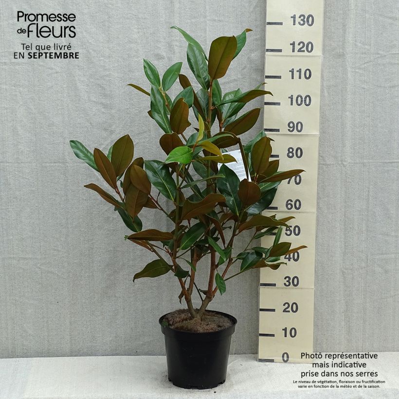 Magnolia grandiflora Galissonière 7.5L/10L pot sample as delivered in summer