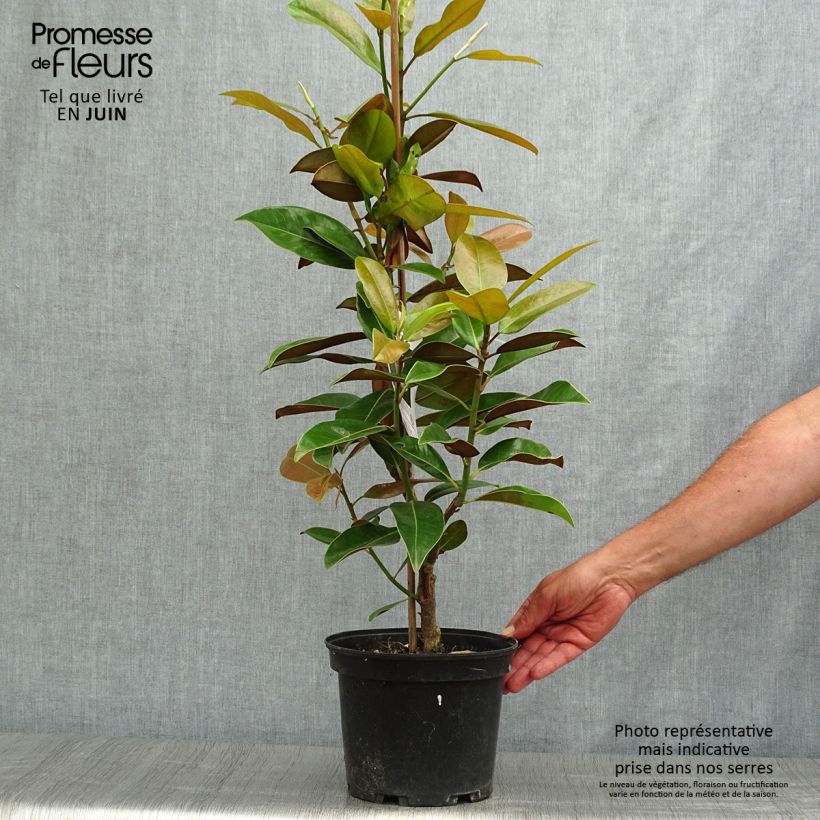Magnolia grandiflora Galissonière 4L/5L pot sample as delivered in summer