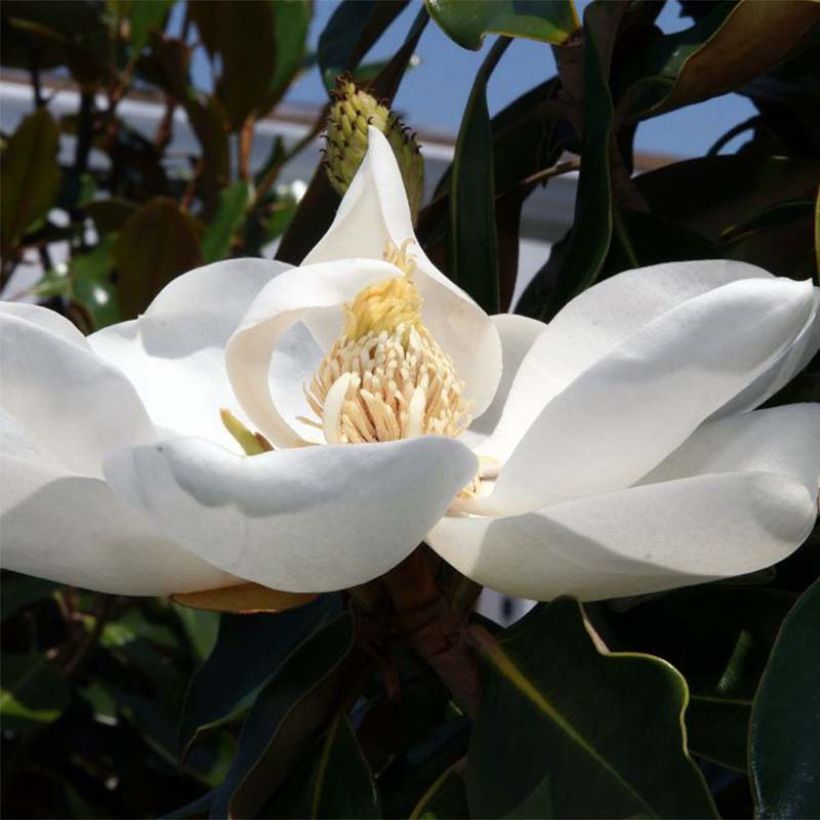 Magnolia grandiflora Little Gem (Flowering)