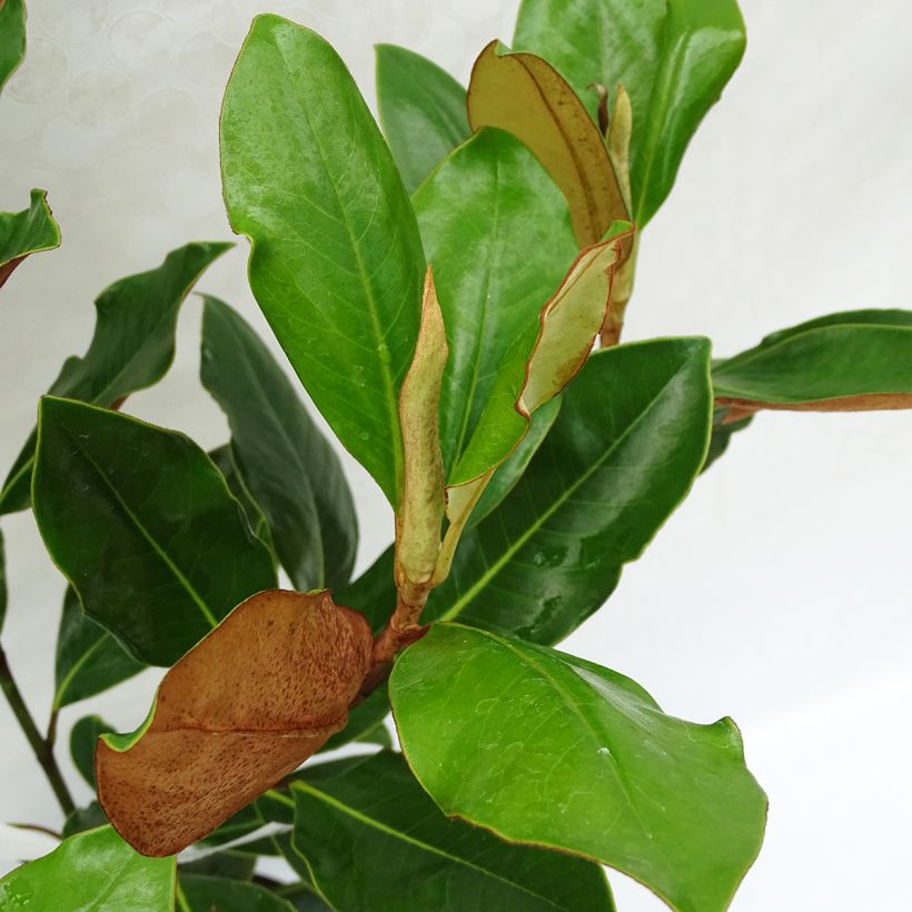 Magnolia grandiflora Little Gem (Foliage)