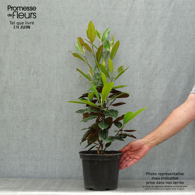 Magnolia grandiflora Little Gem 3L/4L pot sample as delivered in summer
