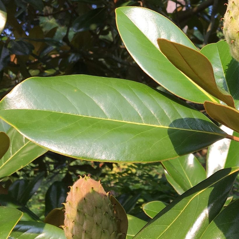 Magnolia grandiflora Purpan (Foliage)
