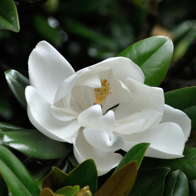 Magnolia grandiflora Purpan (Flowering)