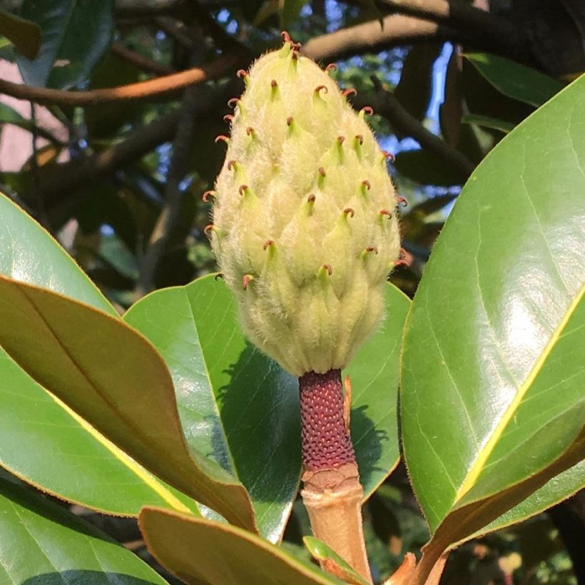 Magnolia grandiflora Purpan (Harvest)