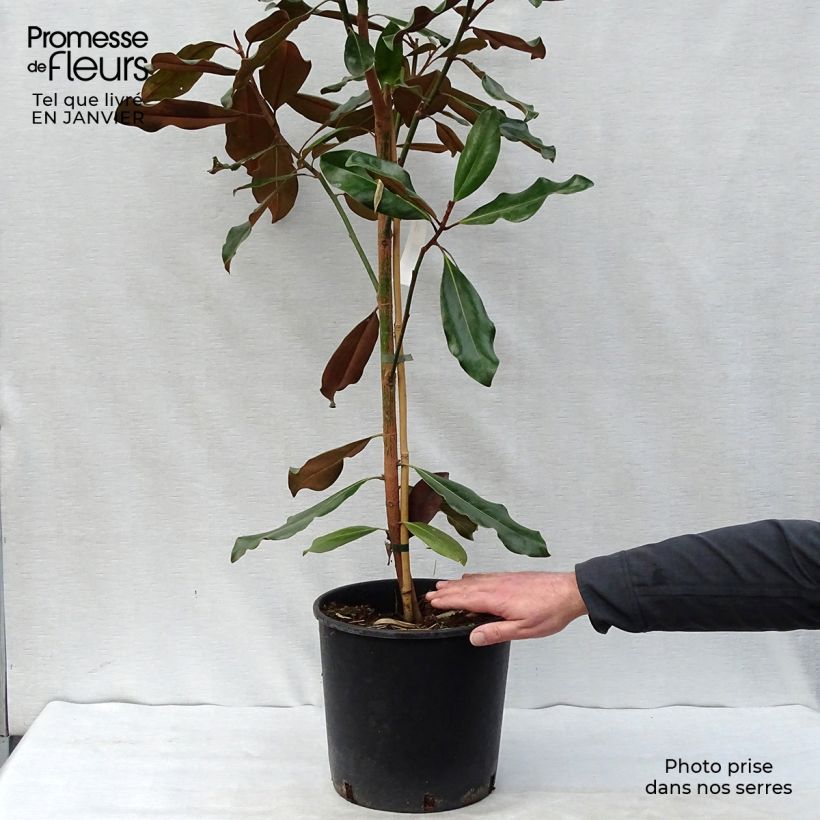 Magnolia grandiflora Purpan 7.5L/10L pot sample as delivered in winter