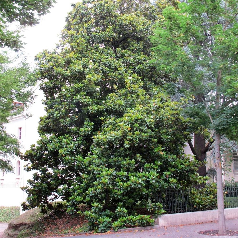 Magnolia grandiflora Treyve (Plant habit)