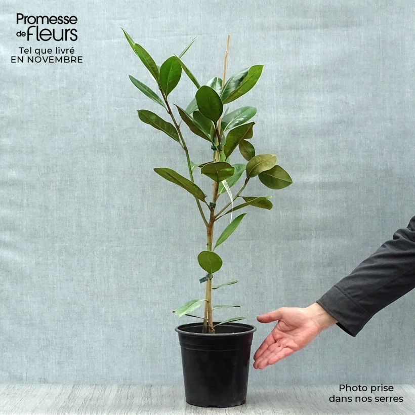 Magnolia grandiflora Treyve 4L/5L pot sample as delivered in autumn