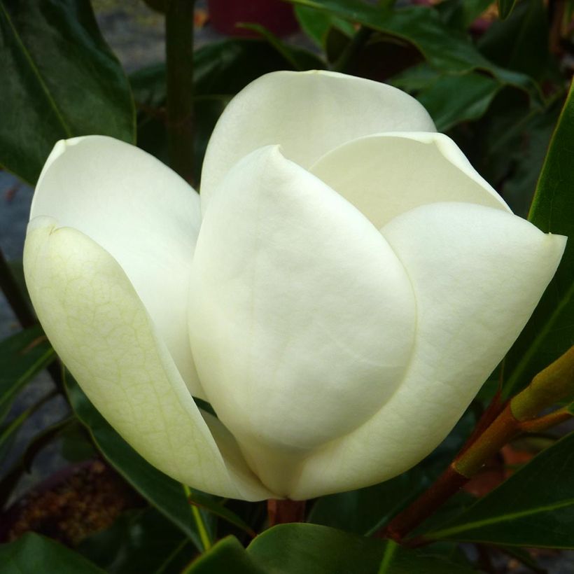 Magnolia grandiflora Kay Parris (Flowering)