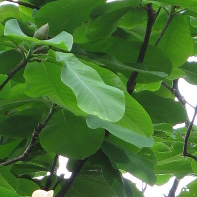 Magnolia hypoleuca (Foliage)