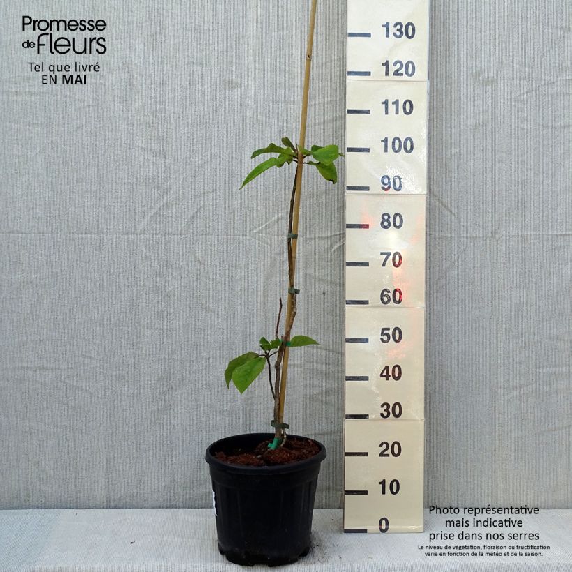 Magnolia hypoleuca (obovata) - Magnolia à grandes feuilles Pot de 4L/5L sample as delivered in spring