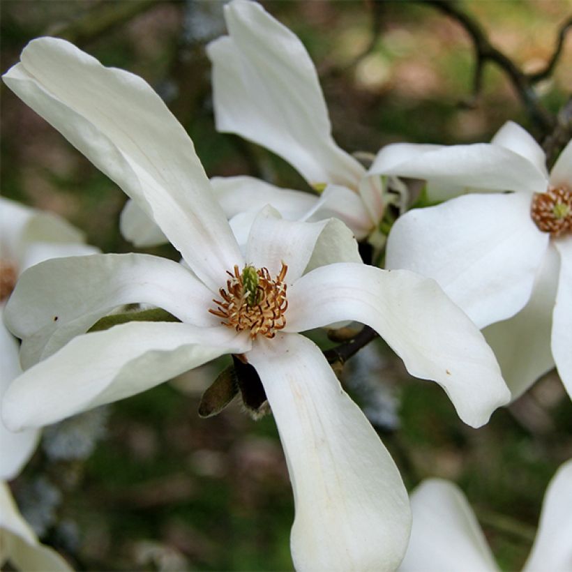 Magnolia kobus (Flowering)
