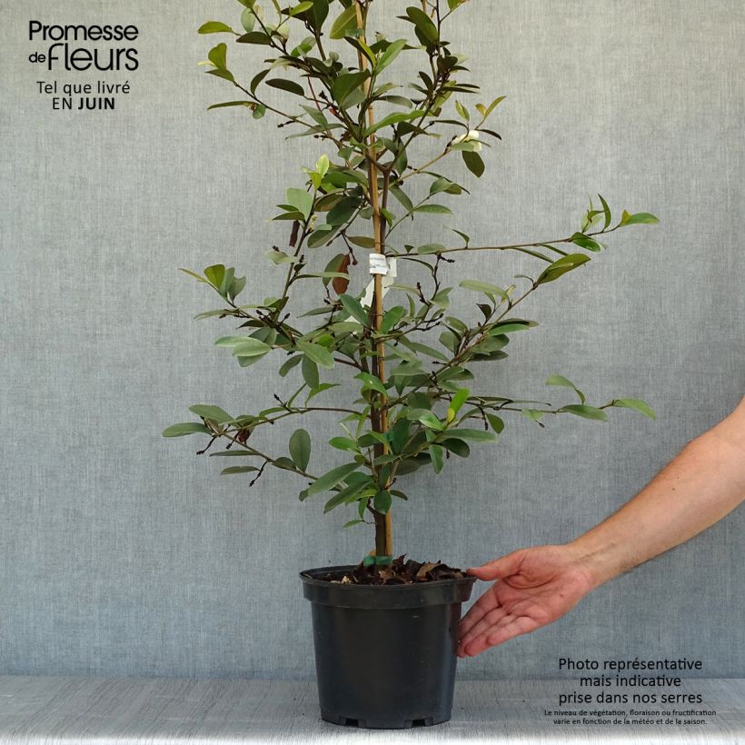 Magnolia laevifolia Achteraan - smooth-leaved Magnolia 4L/5L pot sample as delivered in summer
