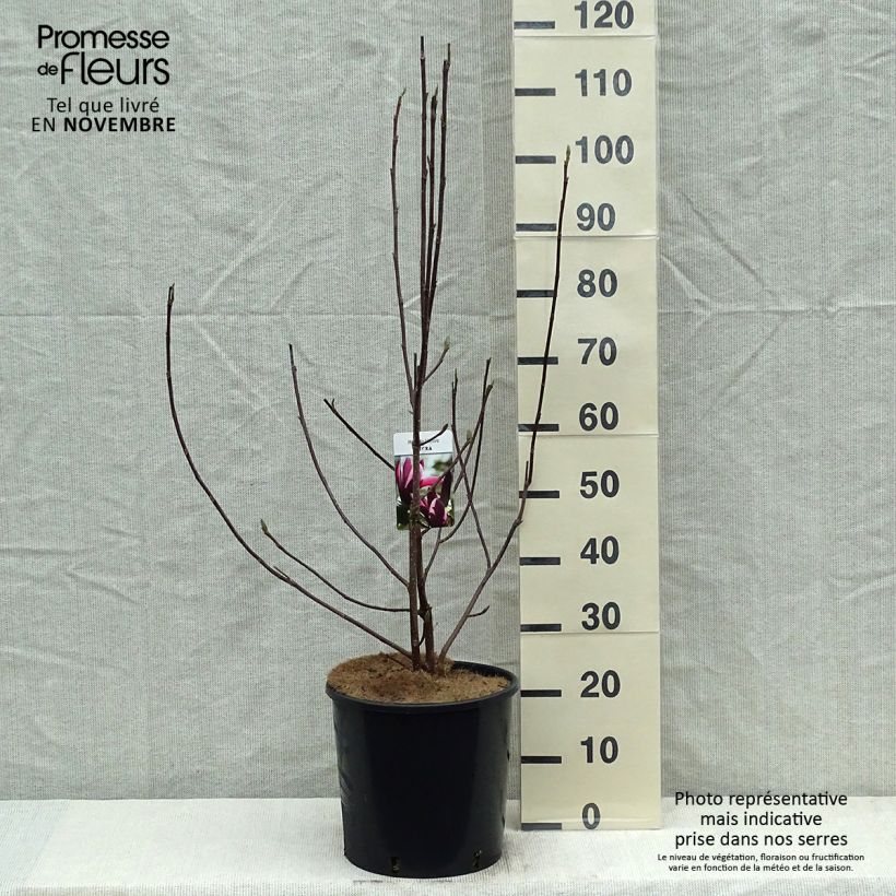 Magnolia liliflora Nigra 7.5L/10L pot sample as delivered in autumn