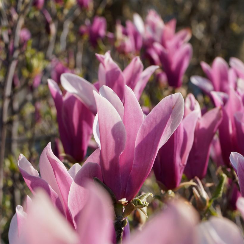 Magnolia liliflora Nigra (Flowering)