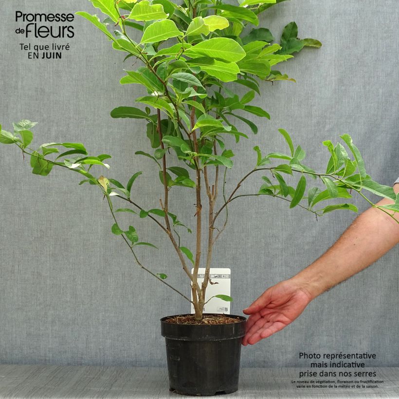 Magnolia x loebneri Leonard Messel 3L/4L pot sample as delivered in summer