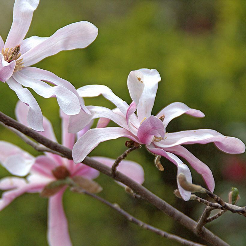 Magnolia x loebneri Merrill (Flowering)