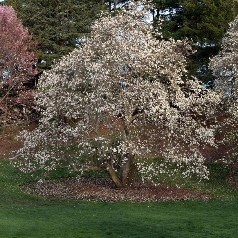 Magnolia x loebneri Merrill (Plant habit)