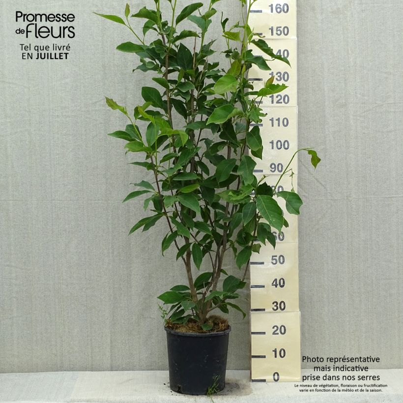 Magnolia x loebneri Merrill 7.5L/10L pot sample as delivered in summer
