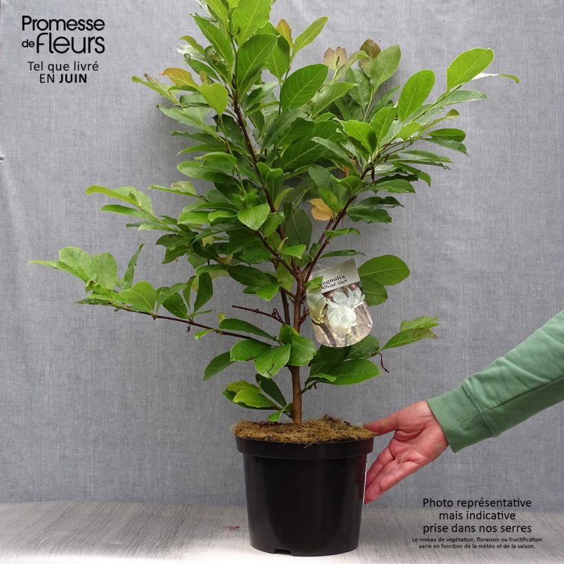 Magnolia x loebneri Wildcat 4L/5L pot sample as delivered in summer
