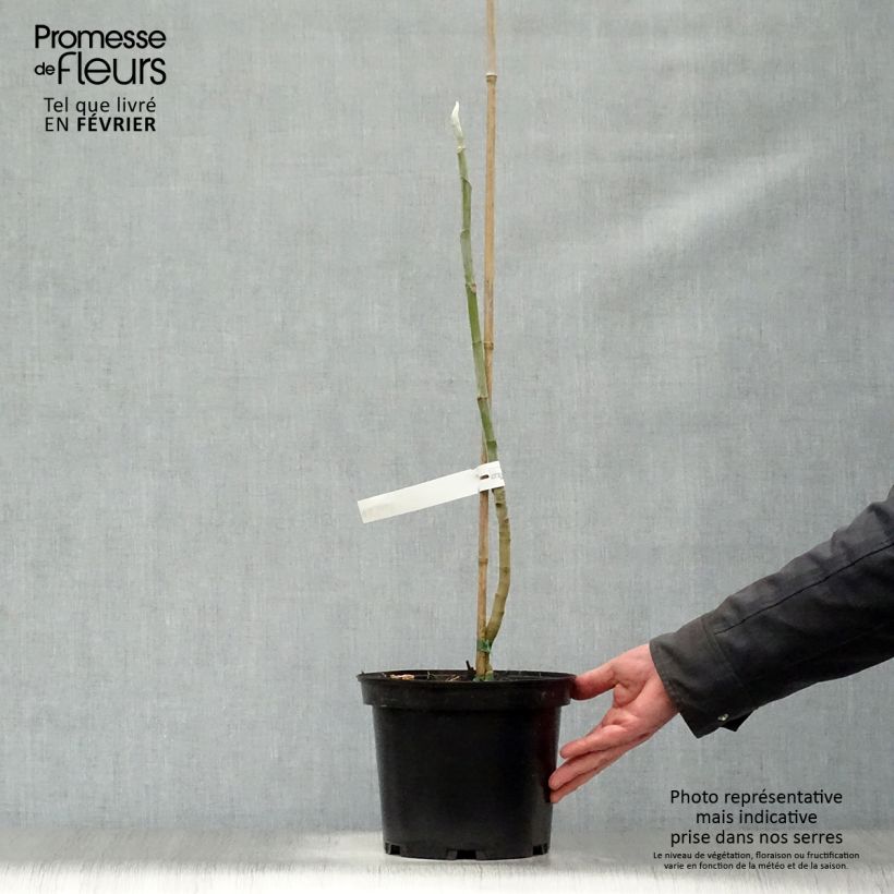 Magnolia macrophylla 4L/5L pot sample as delivered in winter