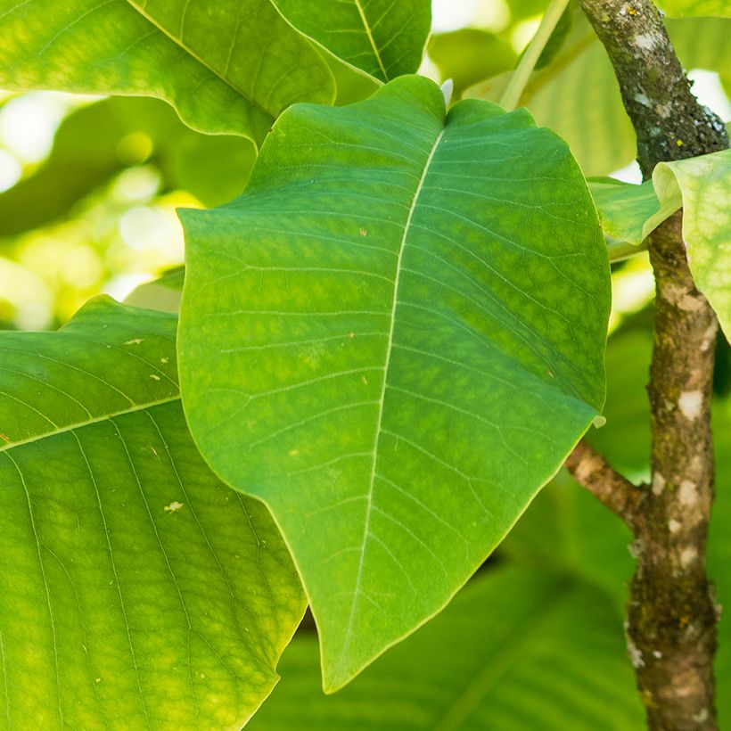 Magnolia macrophylla subsp. ashei (Foliage)