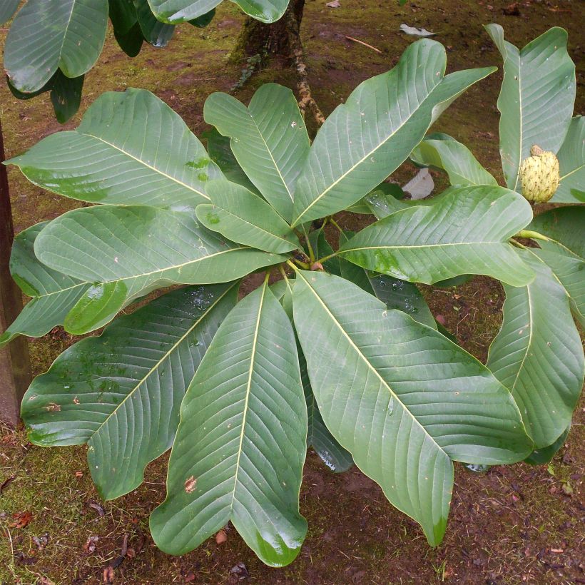 Magnolia officinalis var. biloba (Foliage)
