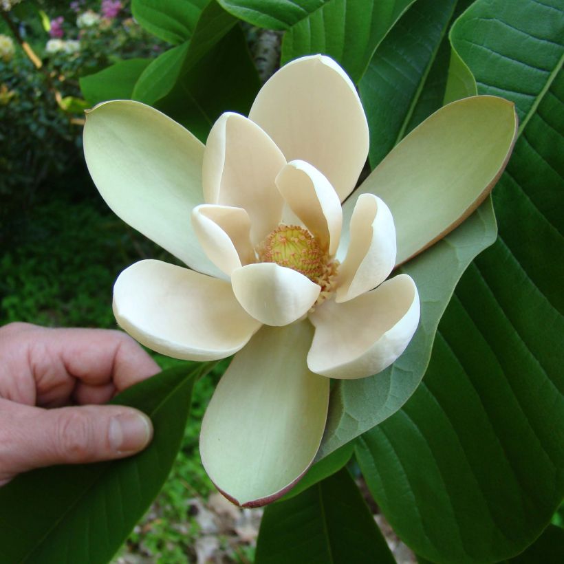 Magnolia officinalis var. biloba (Flowering)