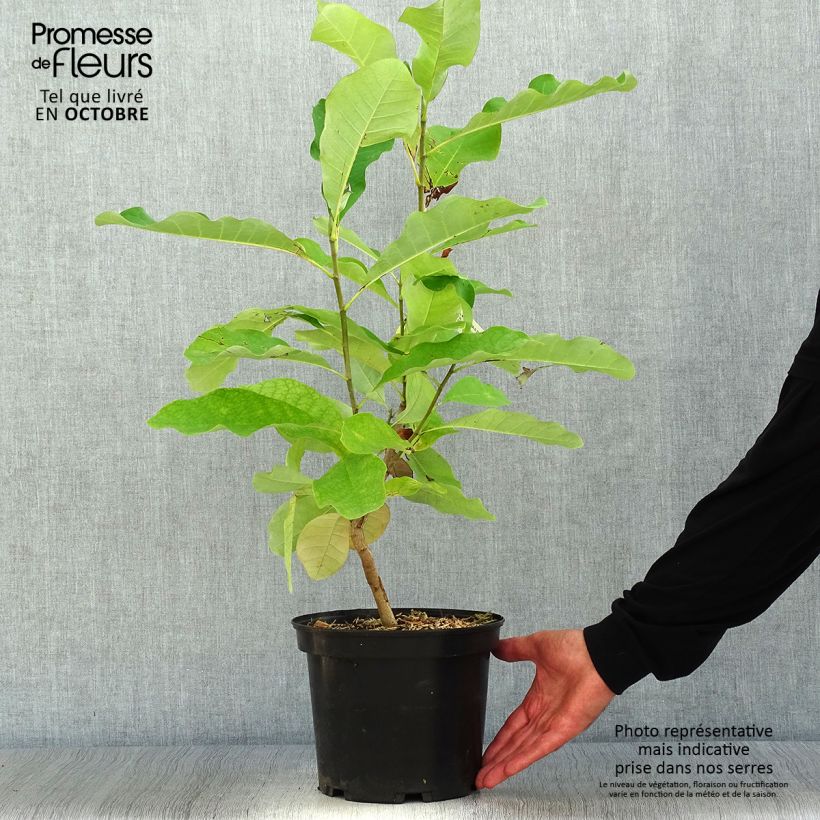 Magnolia officinalis var. biloba 4L/5L pot sample as delivered in autumn