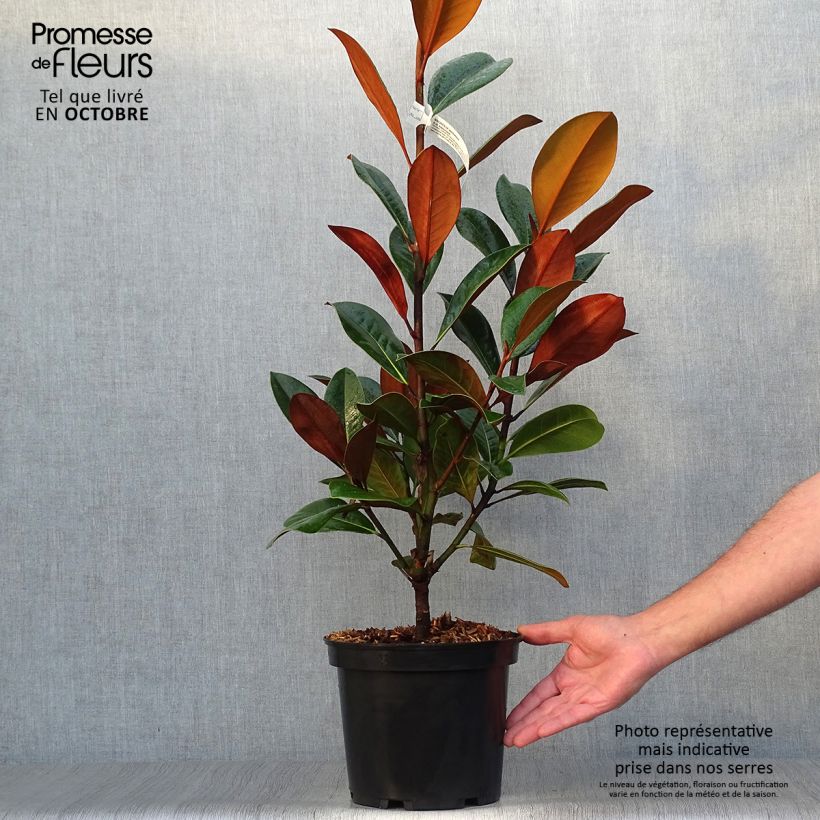 Magnolia grandiflora D.d. blanchard 4L/5L pot sample as delivered in autumn
