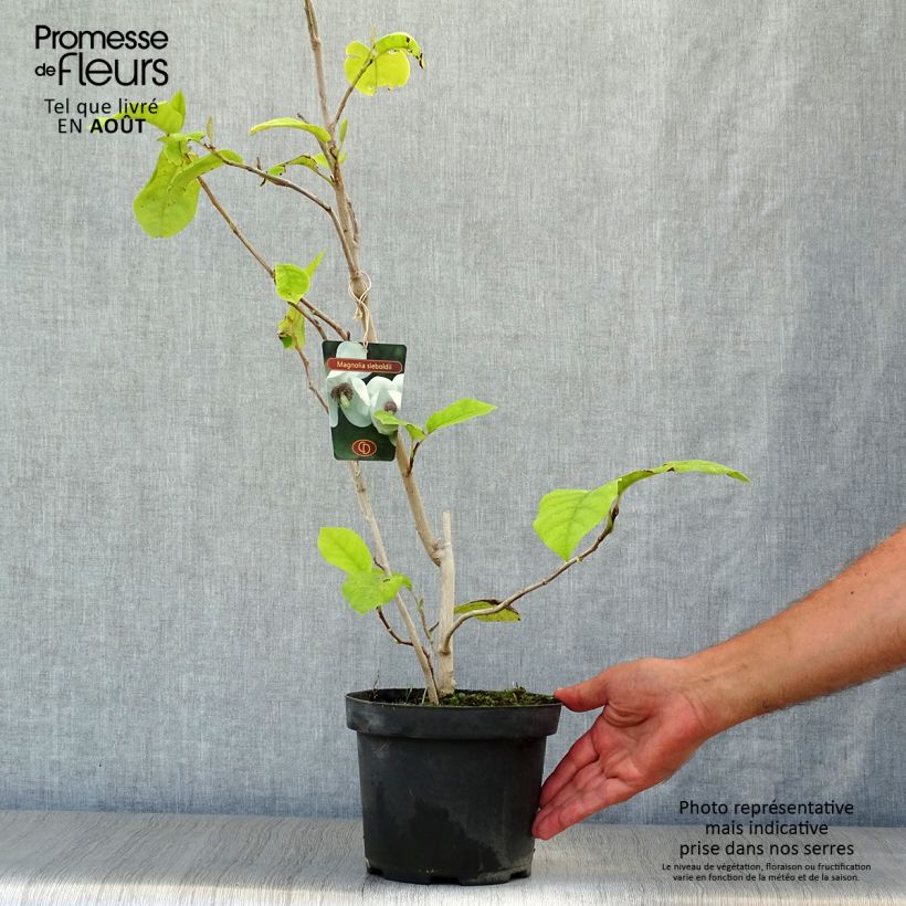 Magnolia sieboldii 3L/4L pot sample as delivered in summer