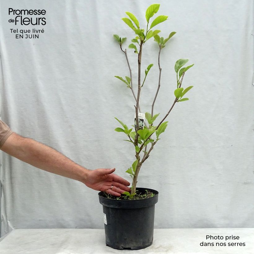 Magnolia  soulangeana Alba Superba 7.5L/10L pot sample as delivered in summer