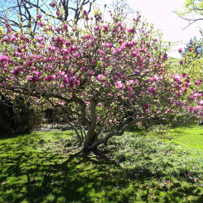 Magnolia soulangeana Lennei (Plant habit)