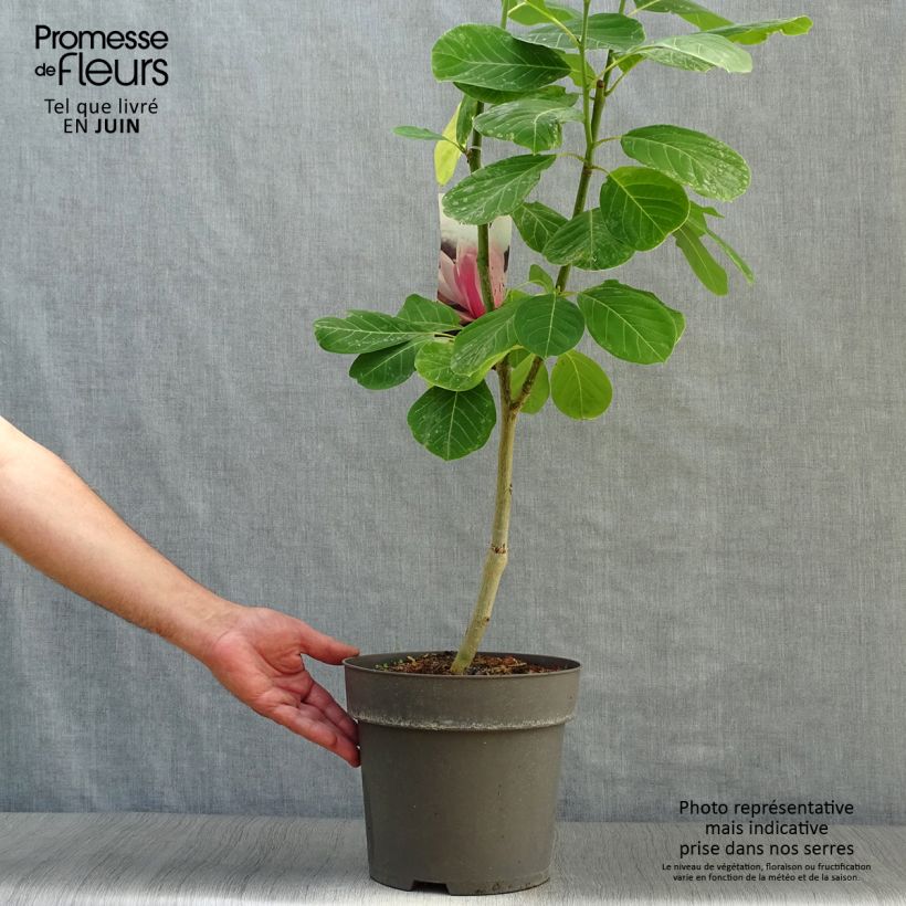 Magnolia sprengeri Pink Beauty 6L/7L pot sample as delivered in summer