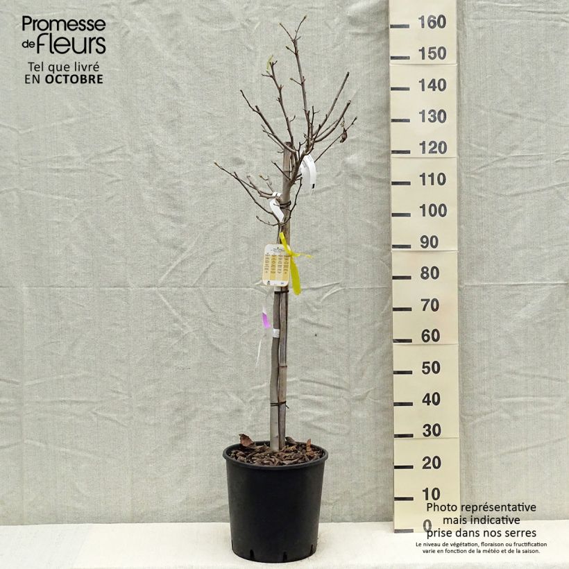 Magnolia stellata 18L/20L pot sample as delivered in autumn