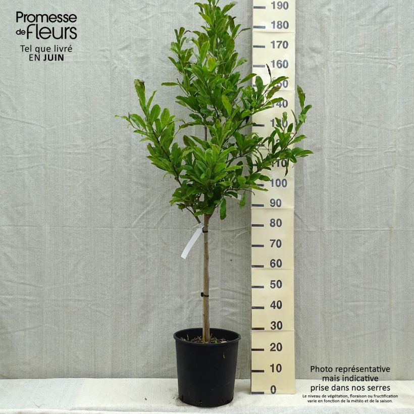Magnolia stellata 18L/20L pot sample as delivered in spring